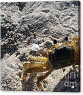 Crab On The Look-out Acrylic Print