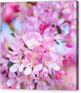 Crabapple Blossom (malus Coronaria) Acrylic Print
