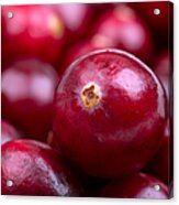 Cranberry Closeup Acrylic Print