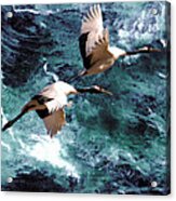 Cranes Over The Sea Of Japan Acrylic Print