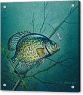 Crappie And Pink Jig Acrylic Print