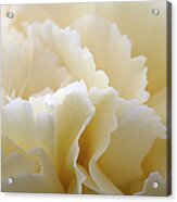 Cream Coloured Carnation, Close-up Acrylic Print