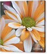 Creamsicle Daisies Acrylic Print