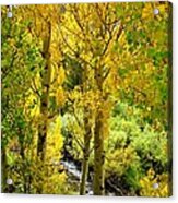 Creekside Acrylic Print