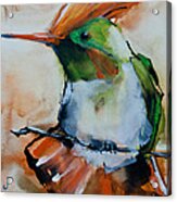 Crested Croquette Hummingbird Acrylic Print