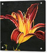 Crimson Lily Acrylic Print