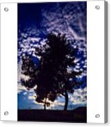 #crooked. #politician. #tree. #nature Acrylic Print