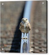 Crossing Guard Acrylic Print