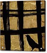 Crow And Golden Light Number 2 Acrylic Print