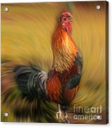 Crowing Rooster Acrylic Print