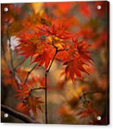 Crown Of Fire Acrylic Print