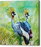 Crowned Cranes Acrylic Print