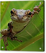 Cuban Tree Frog Acrylic Print