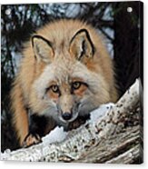 Curious Fox Acrylic Print