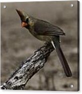 Curious Pyrrhuloxia Acrylic Print