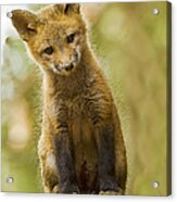 Curious Red Fox Kit Acrylic Print