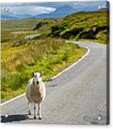 Curious Sheep On Scottish Road Acrylic Print