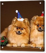 Cute Christmas Dogs Acrylic Print