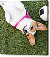 Cute Jack Russell-dachshund Mix With A Acrylic Print