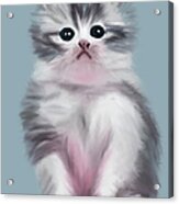 Cute Grey Kitten With Innocent Eyes Acrylic Print