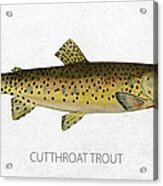 Cutthroat Trout Acrylic Print