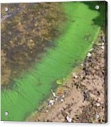 Cyanobacteria On A Eutrophic Lake Shore Acrylic Print