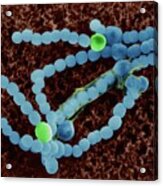 Cyanobacterium (anabaena Sp.) Acrylic Print