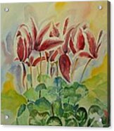 Cyclamen Still Life In Watercolor Acrylic Print