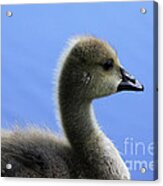 Cygnet Acrylic Print