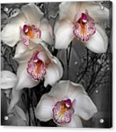 Cymbidium Orchid White I Still Life Flower Art Poster Acrylic Print