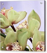 Cymbidium Orchids Acrylic Print