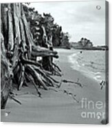 Cypress Bay Acrylic Print