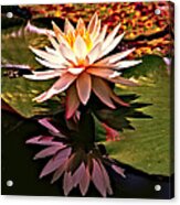 Cypress Garden Water Lily Acrylic Print