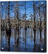 Cypress Grove Acrylic Print