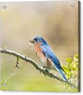 Daddy Bluebird Acrylic Print