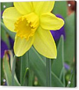 Daffodil 15 Acrylic Print