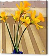 Daffodil Boquet Acrylic Print