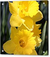 Daffodil Delight Acrylic Print