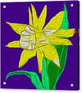 Daffodil - Narcissus Acrylic Print