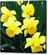Daffodil Song Acrylic Print