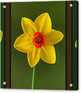 Daffodil Triptych Acrylic Print