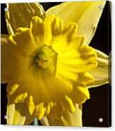 Daffodile Acrylic Print