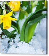 Daffodils In The Snow Acrylic Print