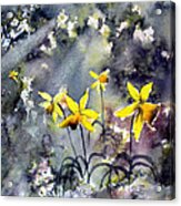 Daffodils Of Hope Acrylic Print