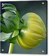 Dahlia Bud. Acrylic Print