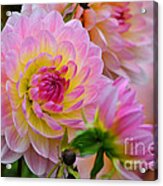 Dahlia Beauty Acrylic Print