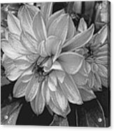 Dahlia In Black And White Acrylic Print
