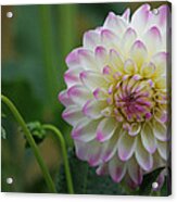 Dahlia In The Mist Acrylic Print