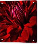 Dahlia Red Acrylic Print