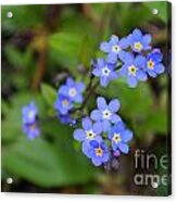 Dainty Blue Acrylic Print